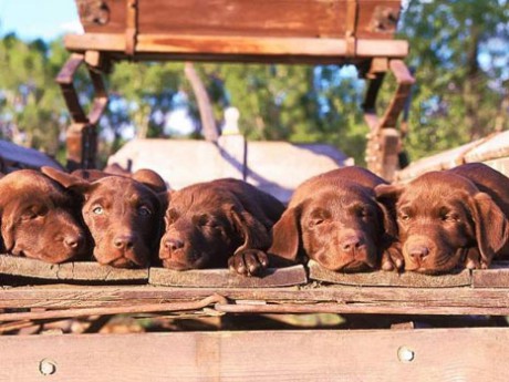 Svět psů - Fotoalbum - Psí rasy - Psí rasy