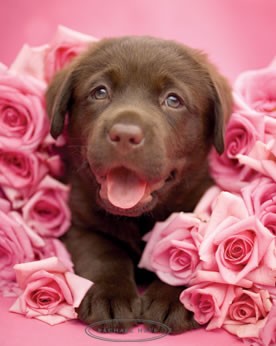 Svět psů - Fotoalbum - Psí rasy - Psí rasy